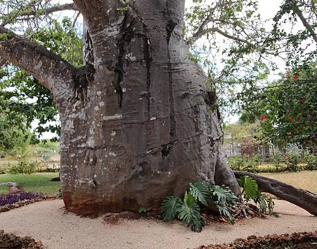 baobabtræ africa tours