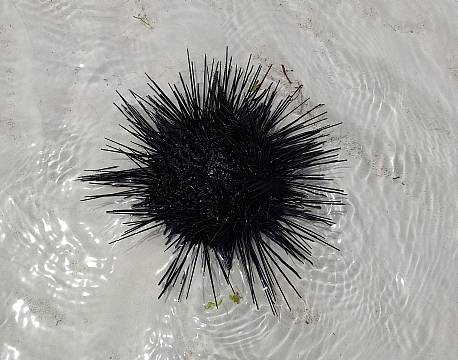 søpindsvin africa tours