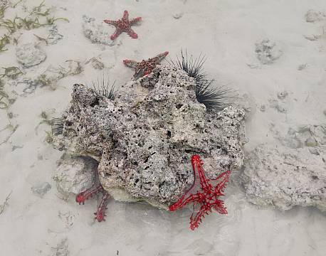 søstjerner africa tours