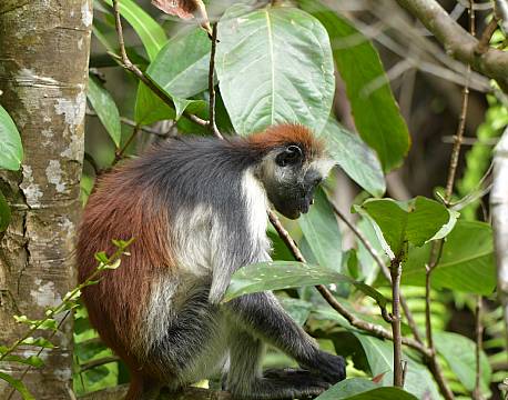 dyr zanzibar africa tours