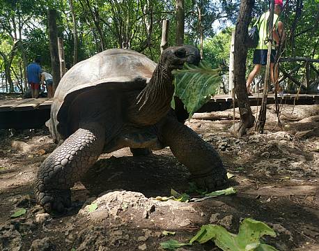 skildpadde spiser africa tours