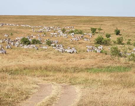zebraer på slette africa tours