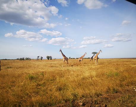 giraffer på savannen safari africa tours