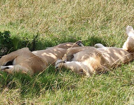 løver der sover africa tours