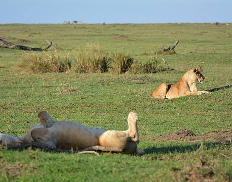 løver på sletten afrika africa tours