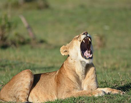 safari løvegab africa tours