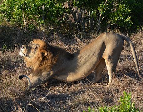 hanløve der strækker sig africa tours