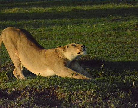 hunløve savannesafari africa tours