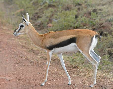 gazelle tæt på africa tours