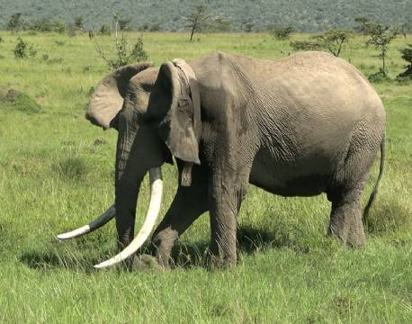 the big five safari elefant africa tours