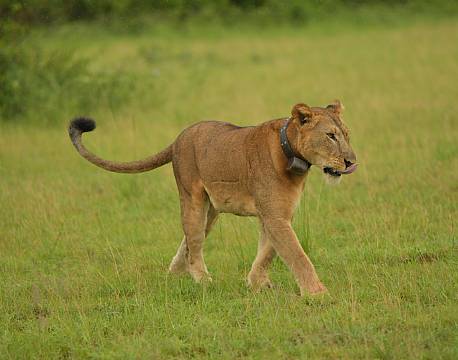 safari løve med sporingschip africa tours