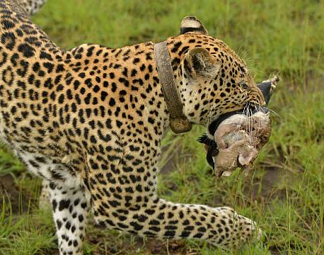 leopard med nedlagt bytte africa tours