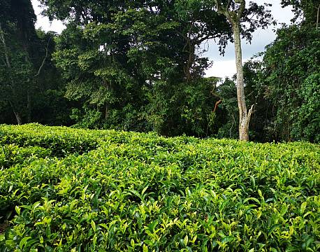 plantage africa tours