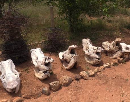 kranier africa tours