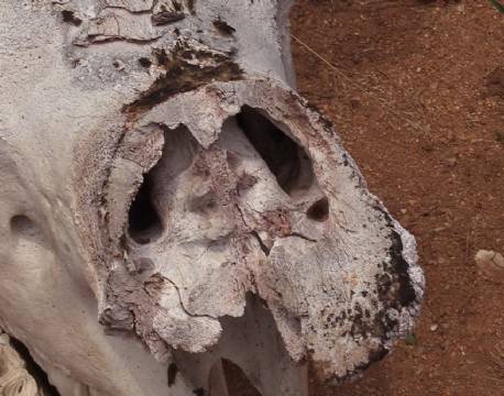 elefantkranie africa tours