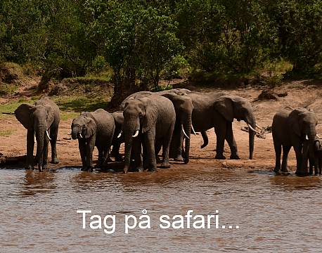 safari i afrika africa tours