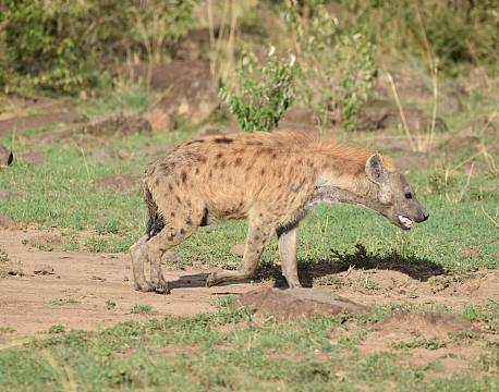 safari ene hyæne africa tours