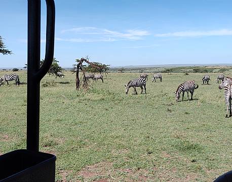 zebraflok på savannen i afrika africa tours