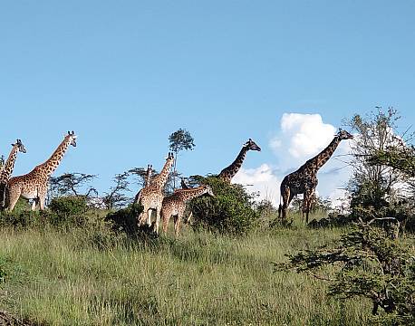 safari giraffamilie africa tours