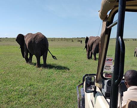 elefanter på savannen safari tæt på africa tours