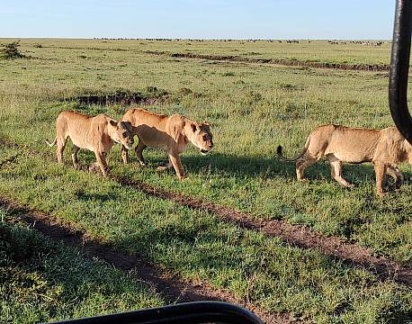 safari løveflok tæt på africa tours
