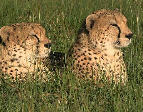liggende leopardpar safari africa tours