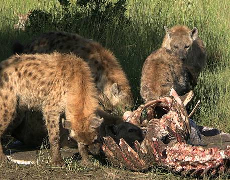 hyæneflok spiser africa tours