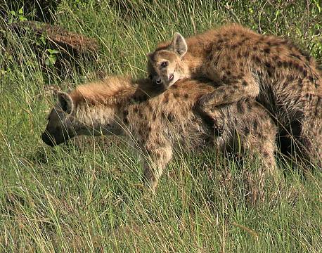 hyæneparring africa tours