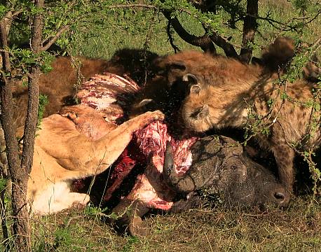 hyæner og løve spiser africa tours