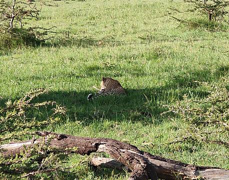 sovende leopard på savannen africa tours