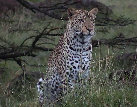 safari med leoparder africa tours