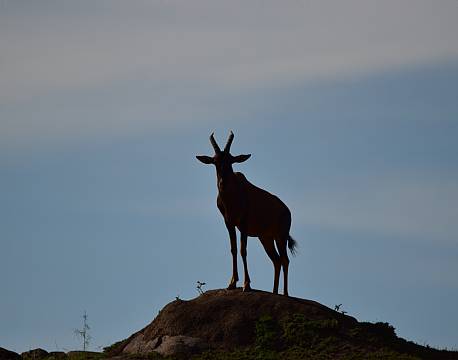 gazelle på slette africa tours