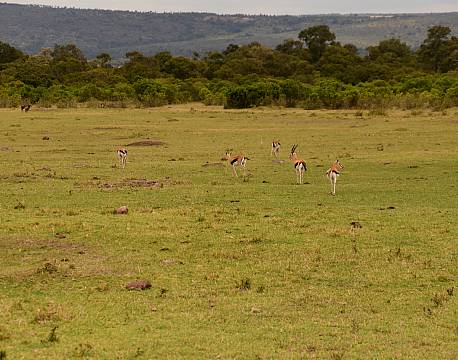 gazelleflok på savannen africa tours