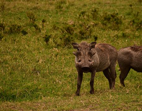 safari vildsvin africa tours