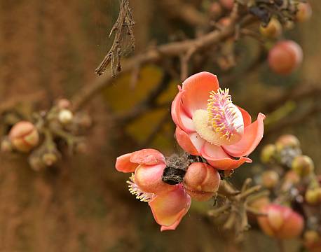 lysrød blomst på træ africa tours