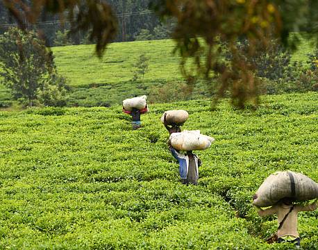 høst på marken africa tours