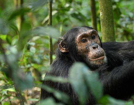 chimpansesafari i jungle africa tours