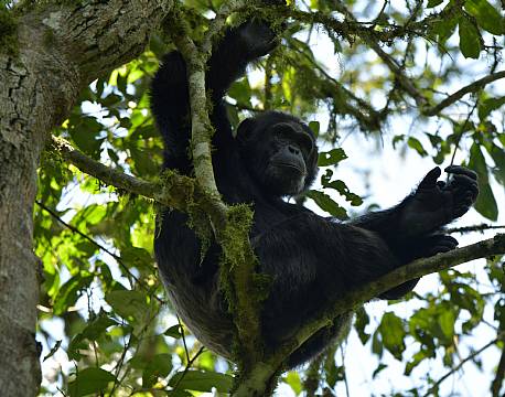 safari chimpanse i træ africa tours