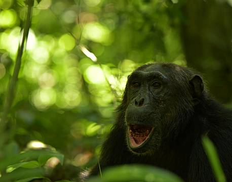 safari chimpanser africa tours