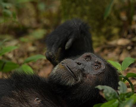 junglesafari chimpanser africa tours