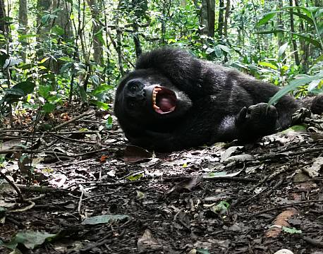 liggende chimpanse safari africa tours