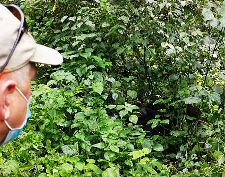 gemt chimpanse africa tours