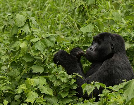 spisende chimpanse africa tours