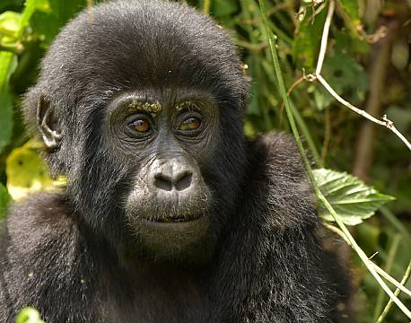 safari chimpanser africa tours