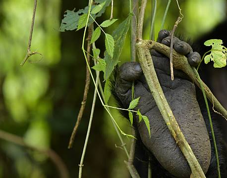 chimpansehånd junglesafari africa tours