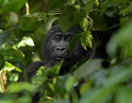 junglesafari afrika africa tours