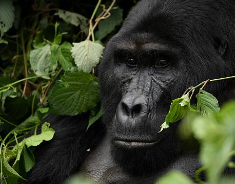 abesafari afrika africa tours