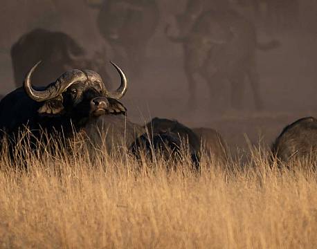 Sable Valley zimbabwe 9 africa tours 