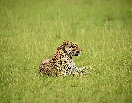 leopard med chip africa tours