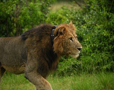 hanløve med chip africa tours